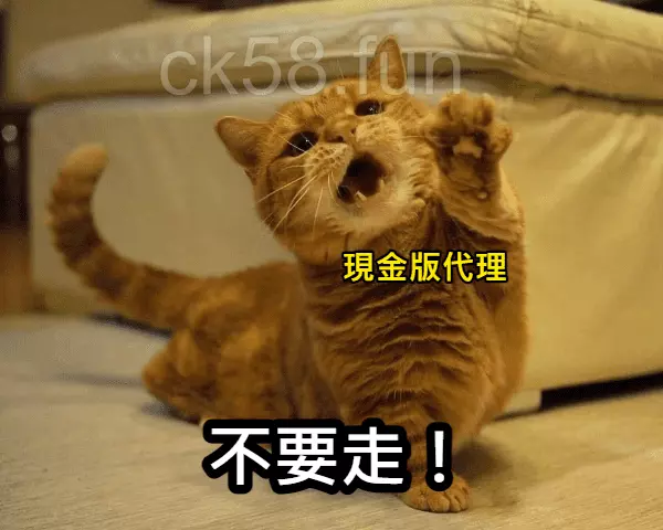 現金版代理中的水代需要的是可以長久穩定下注的玩家